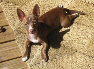 'Coco' alias 'Beoline Dijara' aurinkoisella terasilla