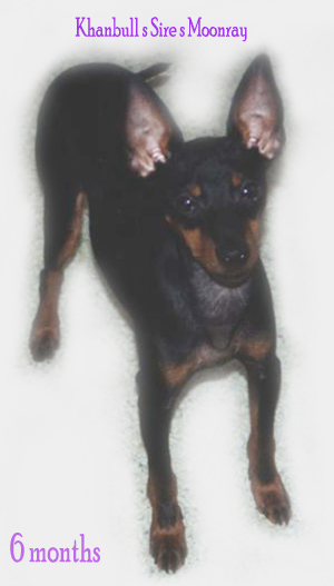 English Toy Terrier male/uros