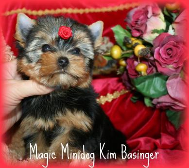 Magic Minidog Kim Basinger