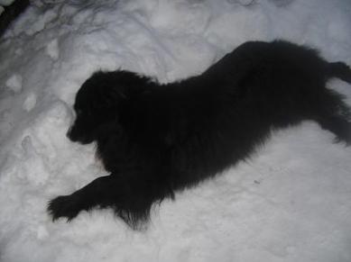 Tero koira tykkää lumesta=)